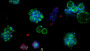 Organoids Are Small. Their Future is Big. | Danaher